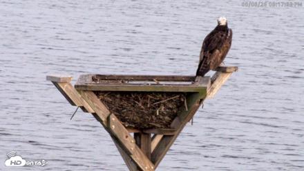 Blackwater Wildlife Refuge Osprey River Platform Live Cam - Aug 6, 2026, 8:18pm EDT