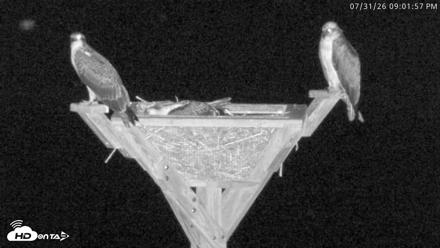Blackwater Wildlife Refuge Osprey River Platform Live Cam - Jul 31, 2026, 9:02pm EDT
