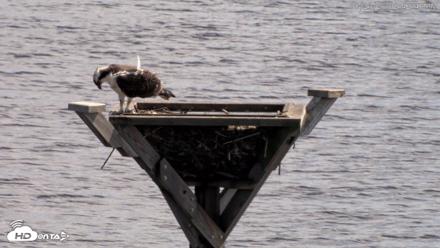 Blackwater Wildlife Refuge Osprey River Platform Live Cam - Aug 23, 2026, 2:43pm EDT