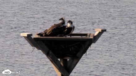 Blackwater Wildlife Refuge Osprey River Platform Live Cam - Aug 6, 2026, 8:59am EDT
