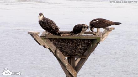 Blackwater Wildlife Refuge Osprey River Platform Live Cam - Jul 24, 2026, 5:40pm EDT