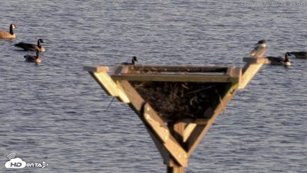 Blackwater Wildlife Refuge Osprey River Platform Live Cam - Oct 8, 2026, 5:29pm EDT