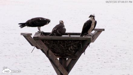 Blackwater Wildlife Refuge Osprey River Platform Live Cam - Aug 7, 2026, 7:47pm EDT