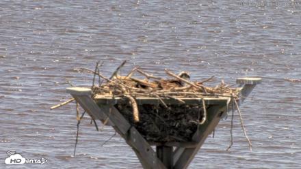 Blackwater Wildlife Refuge Osprey River Platform Live Cam - May 5, 2026, 1:37pm EDT