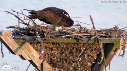 Blackwater Wildlife Refuge Osprey River Platform Live Cam - Jun 4, 2026, 7:58pm EDT