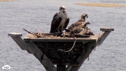 Blackwater Wildlife Refuge Osprey River Platform Live Cam - Jul 15, 2026, 1:03pm EDT