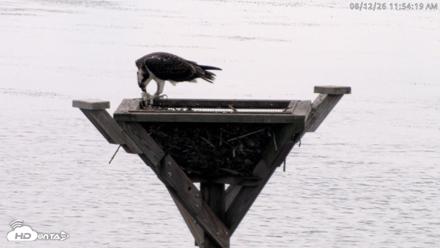 Blackwater Wildlife Refuge Osprey River Platform Live Cam - Aug 12, 2026, 11:55am EDT