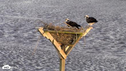 Blackwater Wildlife Refuge Osprey River Platform Live Cam - Apr 12, 2026, 6:56pm EDT