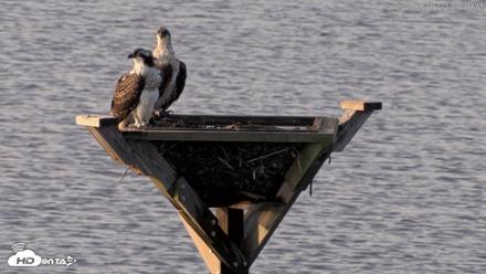 Blackwater Wildlife Refuge Osprey River Platform Live Cam - Jul 29, 2026, 7:23am EDT