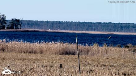 Blackwater Wildlife Refuge Osprey River Platform Live Cam - Oct 23, 2026, 8:42am EDT