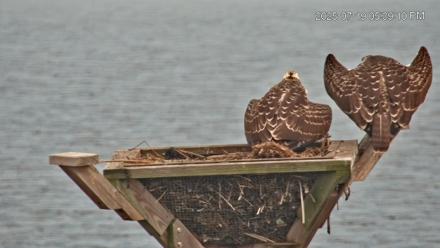 Blackwater Wildlife Refuge Osprey River Platform Live Cam - Jul 19, 2025, 5:39pm EDT