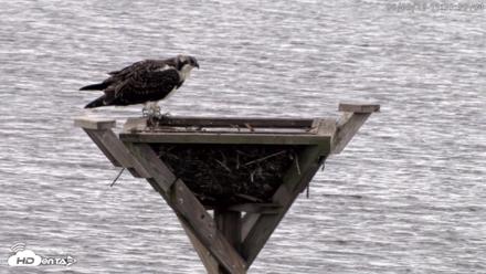 Blackwater Wildlife Refuge Osprey River Platform Live Cam - Aug 5, 2026, 11:31am EDT