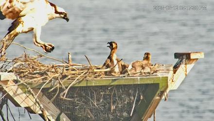 Blackwater Wildlife Refuge Osprey River Platform Live Cam - Jun 12, 2025, 5:18pm EDT