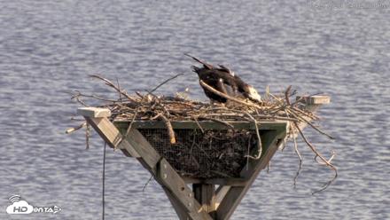 Blackwater Wildlife Refuge Osprey River Platform Live Cam - Apr 17, 2026, 4:02pm EDT