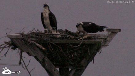 Blackwater Wildlife Refuge Osprey River Platform Live Cam - Jul 7, 2026, 8:56pm EDT