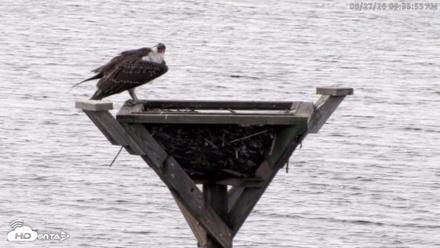 Blackwater Wildlife Refuge Osprey River Platform Live Cam - Aug 27, 2026, 9:36am EDT