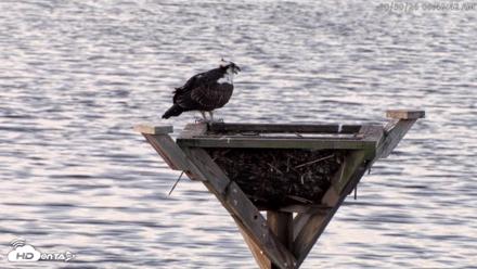 Blackwater Wildlife Refuge Osprey River Platform Live Cam - Aug 30, 2026, 6:41am EDT