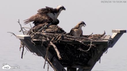 Blackwater Wildlife Refuge Osprey River Platform Live Cam - Jun 30, 2026, 10:20am EDT