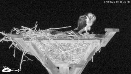 Blackwater Wildlife Refuge Osprey River Platform Live Cam - Jul 4, 2026, 10:36pm EDT