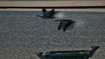 Blackwater Wildlife Refuge Osprey River Platform Live Cam - Oct 22, 2025, 7:26am EDT