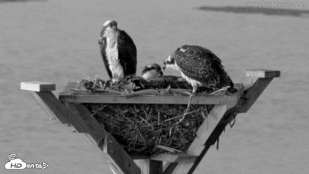 Blackwater Wildlife Refuge Osprey River Platform Live Cam - Jul 14, 2026, 5:27am EDT