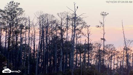 Blackwater Wildlife Refuge Osprey River Platform Live Cam - Oct 19, 2026, 7:24am EDT