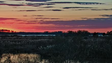 Blackwater Wildlife Refuge Osprey River Platform Live Cam - Oct 24, 2025, 6:17pm EDT