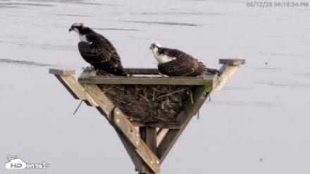 Blackwater Wildlife Refuge Osprey River Platform Live Cam - Aug 12, 2026, 6:17pm EDT