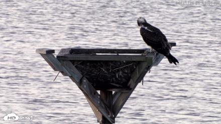 Blackwater Wildlife Refuge Osprey River Platform Live Cam - Aug 21, 2026, 6:59am EDT