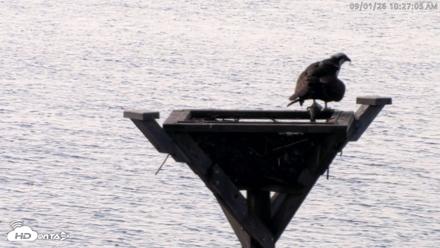Blackwater Wildlife Refuge Osprey River Platform Live Cam - Sep 1, 2026, 10:28am EDT