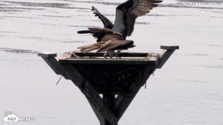 Blackwater Wildlife Refuge Osprey River Platform Live Cam - Aug 10, 2026, 11:30am EDT