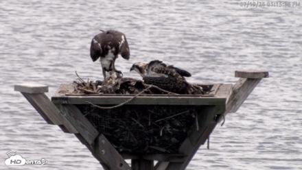 Blackwater Wildlife Refuge Osprey River Platform Live Cam - Jul 19, 2026, 1:16pm EDT