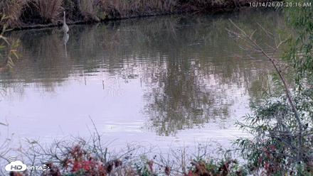 Blackwater Wildlife Refuge Osprey River Platform Live Cam - Oct 14, 2026, 7:21am EDT