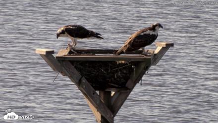 Blackwater Wildlife Refuge Osprey River Platform Live Cam - Aug 21, 2026, 9:23am EDT