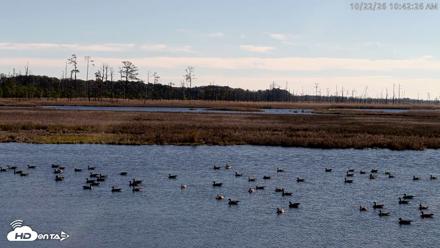 Blackwater Wildlife Refuge Osprey River Platform Live Cam - Oct 22, 2026, 10:43am EDT