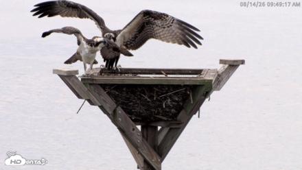 Blackwater Wildlife Refuge Osprey River Platform Live Cam - Aug 14, 2026, 9:50am EDT