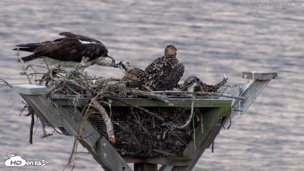 Blackwater Wildlife Refuge Osprey River Platform Live Cam - Jul 1, 2026, 6:09am EDT