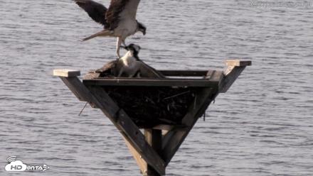 Blackwater Wildlife Refuge Osprey River Platform Live Cam - Aug 27, 2026, 8:23am EDT