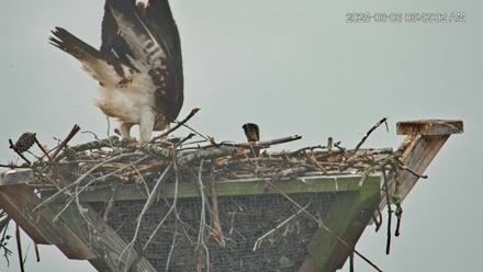 Blackwater Wildlife Refuge Osprey River Platform Live Cam - Jun 6, 2025, 6:43am EDT