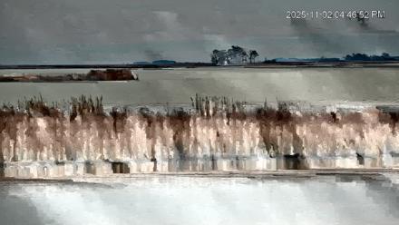 Blackwater Wildlife Refuge Osprey River Platform Live Cam - Nov 2, 2025, 4:47pm EST