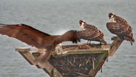 Blackwater Wildlife Refuge Osprey River Platform Live Cam - Jul 19, 2025, 5:41pm EDT