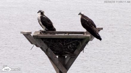 Blackwater Wildlife Refuge Osprey River Platform Live Cam - Aug 4, 2026, 11:05am EDT