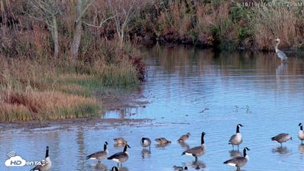 Blackwater Wildlife Refuge Osprey River Platform Live Cam - Oct 19, 2026, 7:12am EDT
