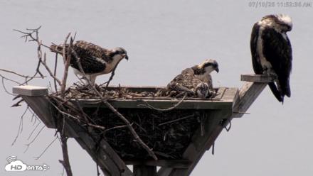 Blackwater Wildlife Refuge Osprey River Platform Live Cam - Jul 10, 2026, 11:53am EDT