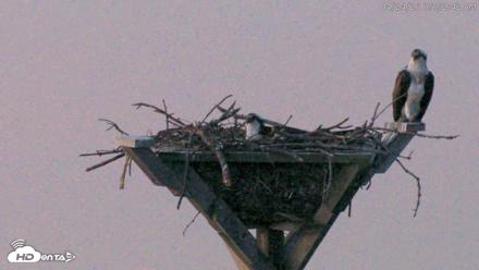 Blackwater Wildlife Refuge Osprey River Platform Live Cam - Apr 24, 2026, 5:53am EDT