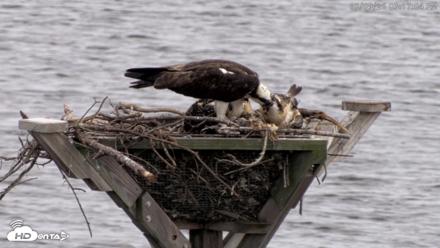 Blackwater Wildlife Refuge Osprey River Platform Live Cam - Jul 9, 2026, 3:17pm EDT