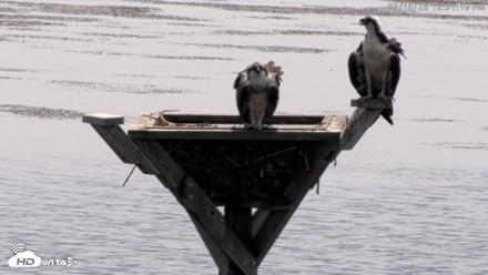 Blackwater Wildlife Refuge Osprey River Platform Live Cam - Aug 10, 2026, 12:32pm EDT