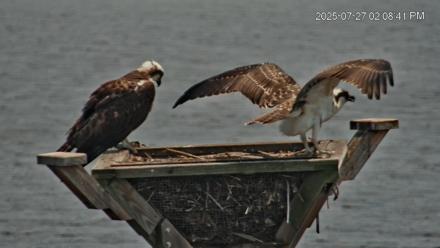 Blackwater Wildlife Refuge Osprey River Platform Live Cam - Jul 27, 2025, 2:09pm EDT