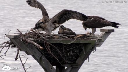 Blackwater Wildlife Refuge Osprey River Platform Live Cam - Jul 7, 2026, 11:17am EDT