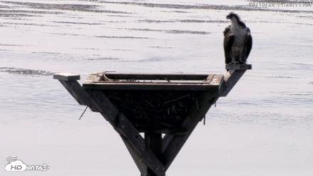 Blackwater Wildlife Refuge Osprey River Platform Live Cam - Aug 10, 2026, 11:26am EDT